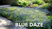 Blue Daze | Large Gallon Size Plants | Evolvulus Glomerata | Low Maintenance Drought Tolerant Blooming Groundcover