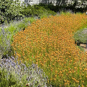 Bulbine Frutescens Hallmark Orange | Live Plants | Butterfly Attracting Flowering Groundcover