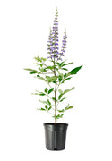 Chaste Tree | Large Gallon Size Pots | Vitex Agnus|Castus | Flowering Ornamental Shrub | Drought|Tolerant Garden Plants