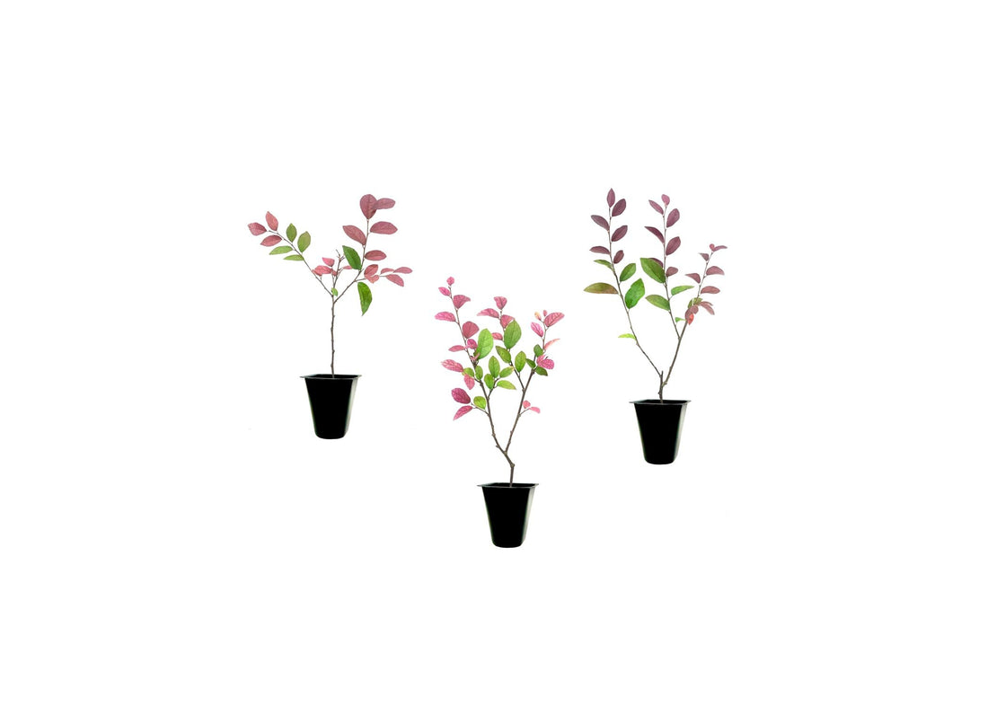 Loropetalum Zhuzhou I Live Plants I Chinese Fringe Flower I Striking Deep Purple Foliage with Vivid Pink Blooms, Ideal for Hedges, Borders, and Ornamental Gardens