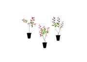 Loropetalum Zhuzhou I Live Plants I Chinese Fringe Flower I Striking Deep Purple Foliage with Vivid Pink Blooms, Ideal for Hedges, Borders, and Ornamental Gardens
