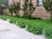 Juniper Blue Pacific | Live Plants | 2" Pot Size | Evergreen Ground Cover 'Shore Juniper'