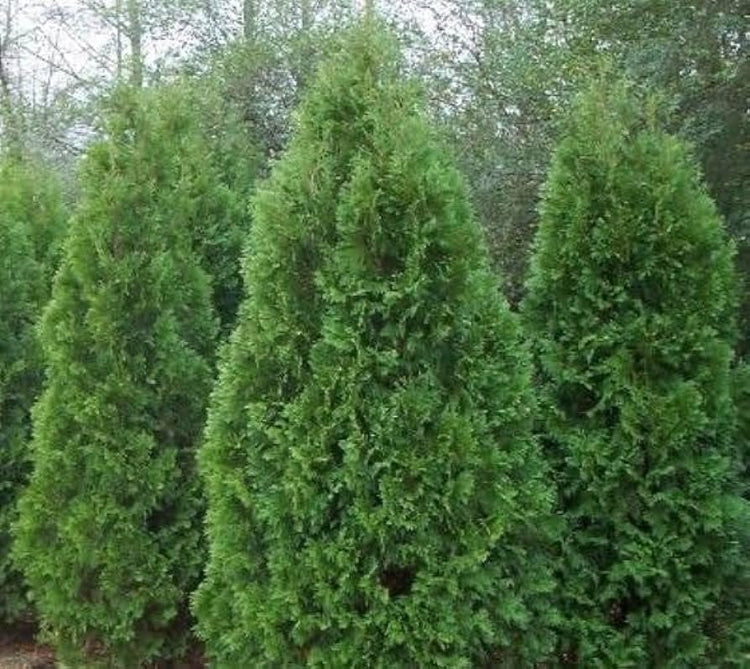 Blue Cone Arborvitae | Extra Large 3 Gallon Plant | Elegant & Hardy Evergreen Shrub, Striking Blue Foliage, Ideal for Privacy Screens, Hedges, and Landscape Accents