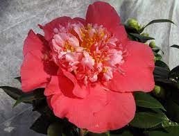 Camellia Japonica Laura Walker I Extra Large 3 Gallon Plant I Red & White Variegated Leaf Deep Red & White Striped Blooms, Live Plant for Home & Garden