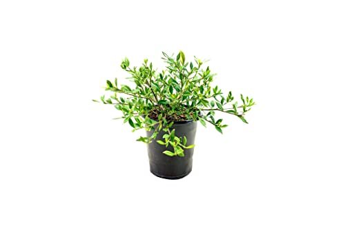 Gardenia Dwarf Radicans | Large Gallon Size Plants | Fragrant Blooming Shrub | Gardenia Jasminoides Cape Jasmine