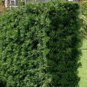 Podocarpus Macrophyllus I Large Gallon Size Plants I Japanese Yew I Live Evergreen Yew Pine | Perfect for Landscaping and Privacy Screens