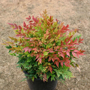 Nandina Gulfstream | Extra Large 3 Gallon Plants | Nandina Domestica 'Gulfstream' | Year|Round Colorful Foliage | Garden Accent