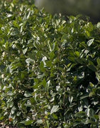 Viburnum Suspensum | Extra Large 3 Gallon Plants | Sandankwa Viburnum | Dense Evergreen Hedge | Year|Round Greenery