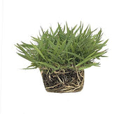 Zoysia Sod Plugs | Large 3" x 3" Plugs | Drought, Salt & Shade Tolerant Turf Grass
