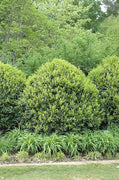 Needlepoint Chinese Holly I Large Gallon Size Plants I Live Evergreen Shrub with Unique Needle|Like Leaves for Hedging, Privacy, and Landscaping