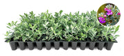 Texas Sage | Live Plants | Leucophyllum frutescens | Drought|Tolerant Shrub for Landscaping | Hardy Evergreen with Silver Foliage and Purple Blooms