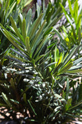 Podocarpus Pringles | Extra Large 3 Gallon Plants | Podocarpus Macrophyllus 'Pringles' | Ideal for Hedges | Low Maintenance Shrub