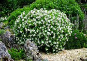 Gardenia August Beauty | Live Plants | Gardenia Jasminoides | Beautiful Fragrant White Blooming Shrub