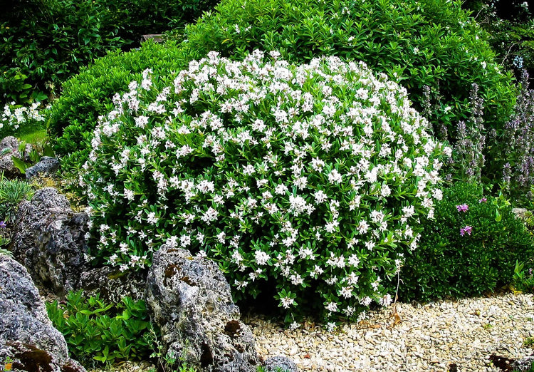 Gardenia August Beauty | Live Plants | Gardenia Jasminoides | Beautiful Fragrant White Blooming Shrub
