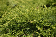 Old Gold Juniper | Live Gallon Size Plants | Juniperus Chinensis | Drought Tolerant Cold Hardy Evergreen Groundcover