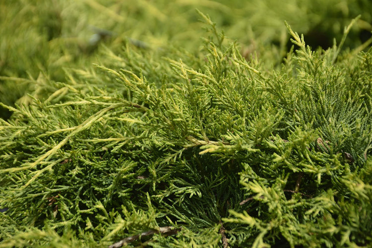 Old Gold Juniper | Live Gallon Size Plants | Juniperus Chinensis | Drought Tolerant Cold Hardy Evergreen Groundcover