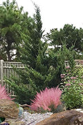 Hollywood Juniper | Juniperus Chinensis Torulosa | Live Gallon Size Tree | Drought Tolerant Cold Hardy Evergreen Plant