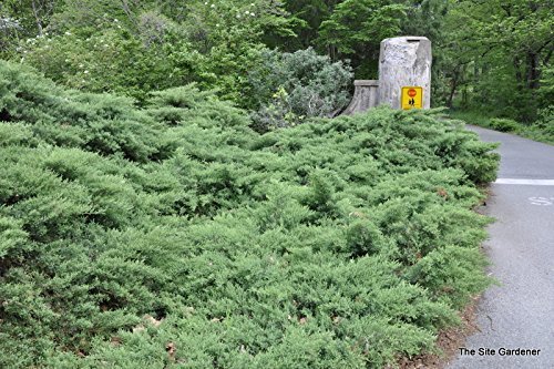 Nicks Compacta Juniper | 30 Live Plants | Drought Tolerant Cold Hardy Evergreen