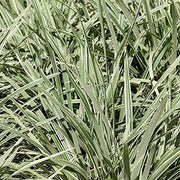 Aztec Grass | Gallon Size Plant | Live Variegated Liriope | Ophiopogon Intermedius Argenteomarginatus