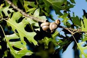 Shumard Red Oak | Large Gallon Size Pots | Quercus Shumardii | Shade Tree | Fast|Growing Landscape Plants