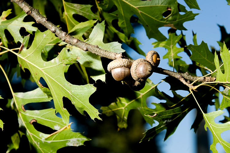 Shumard Red Oak | Large Gallon Size Pots | Quercus Shumardii | Shade Tree | Fast|Growing Landscape Plants
