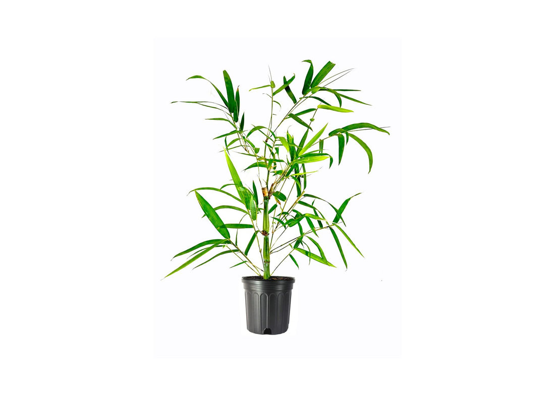 Dwarf Buddha Belly Bamboo | Live Plant | Bambusa Vulgaris Wamin | Beautiful Rare Unique Specimen | Non|Invasive Clumping Bamboo