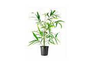 Dwarf Buddha Belly Bamboo | Live Plant | Bambusa Vulgaris Wamin | Beautiful Rare Unique Specimen | Non|Invasive Clumping Bamboo