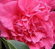 Camellia Japonica Laura Walker I Extra Large 3 Gallon Plant I Red & White Variegated Leaf Deep Red & White Striped Blooms, Live Plant for Home & Garden
