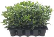 Dwarf Burford Holly | Live Plants | Ilex Burfordi Evergreen Hedge Red Berries Tree Shrub