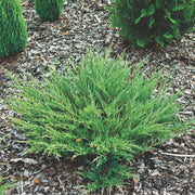 Juniper Andorra Compacta | Live Plants | Juniperus Horizontalis | Drought Tolerant Cold Hardy Evergreen Ground Cover