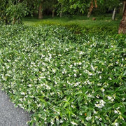 Variegated Confederate Jasmine | Extra Large 3 Gallon Plants | Trachelospermum jasminoides Variegata | Eye|Catching Climber | Perfect for Garden Walls and Trellises