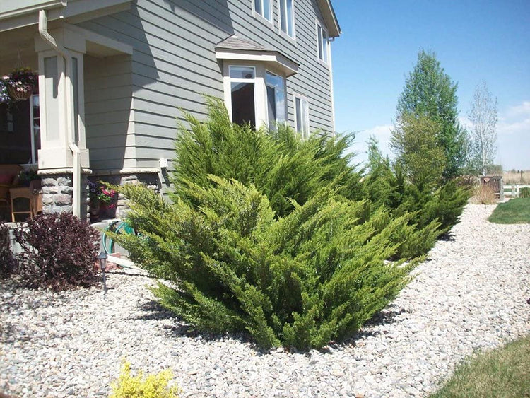Sea Green Juniper | Live 4 Inch Pot | Juniperus Chinensis | Drought Tolerant Cold Hardy Evergreen Border Screening Plant