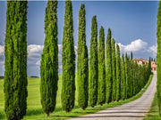 Italian Cypress Tree | Large Gallon Size Trees | Cupressus Sempervirens | Formal Elegant Mediterranean Style Plants