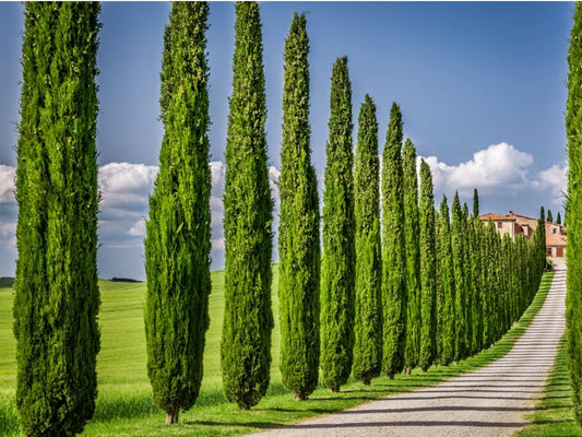 Italian Cypress Tree | Large Gallon Size Trees | Cupressus Sempervirens | Formal Elegant Mediterranean Style Plants