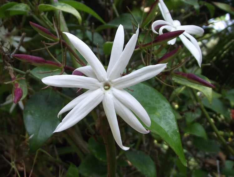 Star Jasmine | Live Plants | Jasminum Nitidum | Fragrant Blooming Evergreen Vine