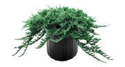 Blue Rug Juniper | Extra Large 3 Gallon Plants | Live Ground Cover Evergreen Shrubs for Landscaping, Garden, Slope Control - Drought Tolerant, Low Maintenance