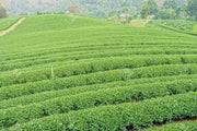 Camellia Sinensis Tea Plants | Live 4 Inch Pots | Camellia Sinensis | Grow & Brew Your Own Tea | Perfect for Home Gardens