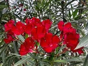 Oleander Red | Extra Large 3 Gallon Plants | Nerium Oleander | Stunning Landscape Addition | Sun|Loving Blooms