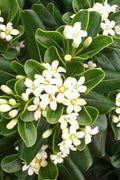 Compact Green Pittosporum | Live Plants | Pittosporum Tobira | Beautiful Fragrant Flowering Low Maintenance Shrub