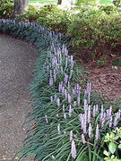 Evergreen Giant Liriope Muscari | Live Plants | Drought Tolerant Low Maintenance Evergreen Groundcover Grass