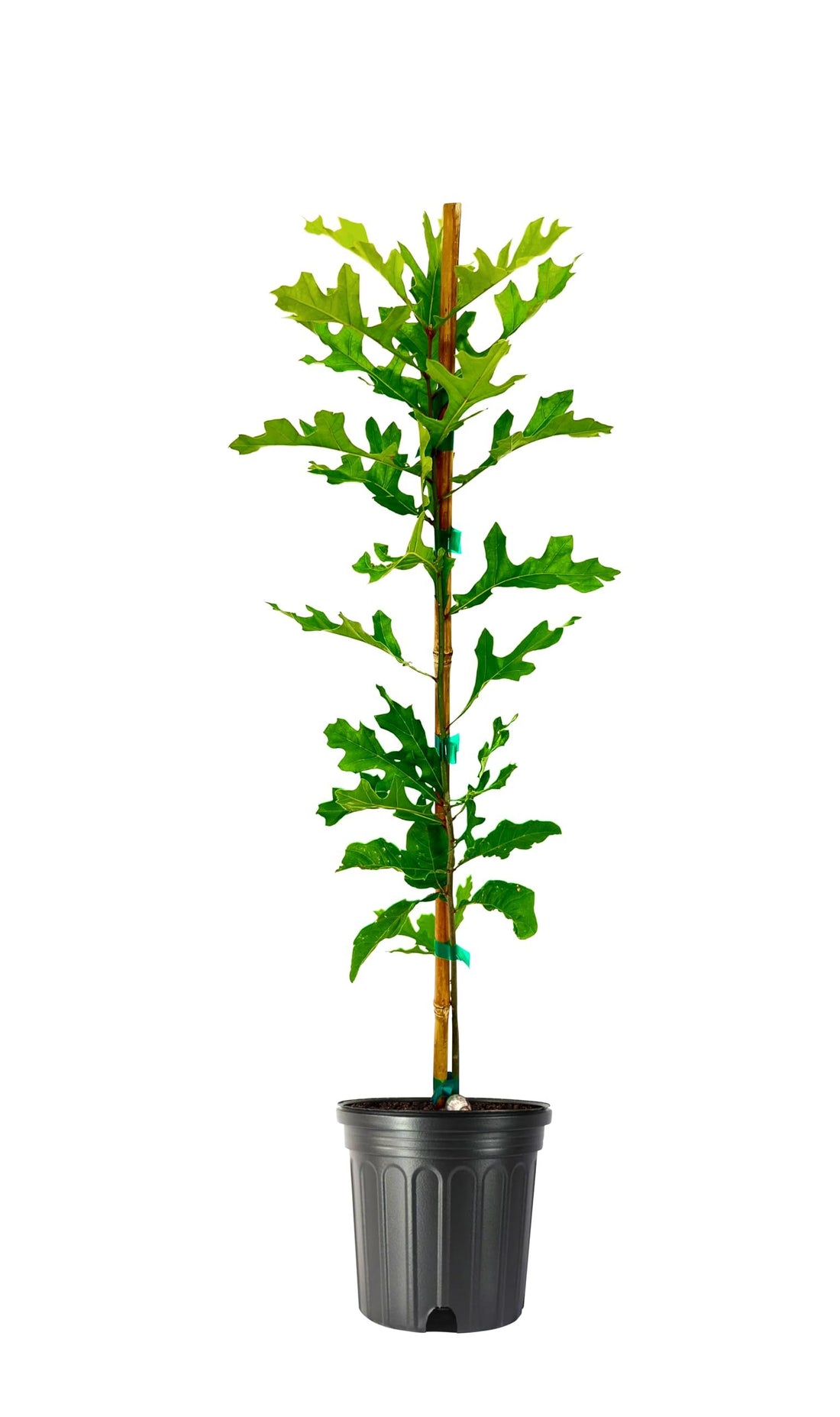 Shumard Red Oak | Large Gallon Size Pots | Quercus Shumardii | Shade Tree | Fast|Growing Landscape Plants