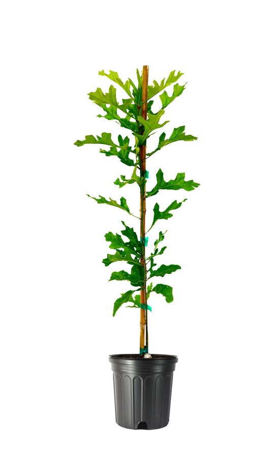 Shumard Red Oak | Large Gallon Size Pots | Quercus Shumardii | Shade Tree | Fast|Growing Landscape Plants