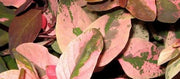 Breynia Disticha Roseopicta Snowbush | Live Plants | Ornamental Shrub, Perfect for Indoor & Outdoor Landscaping | Drought Tolerant, Low | Maintenance, Easy to Grow Plant
