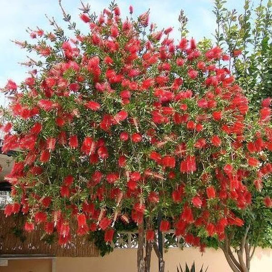 Bottlebrush Red Cluster Tree I Live Plants I Callistemon Citrinus Red Cluster I Vibrant Red Blooms, Fast-Growing, Drought-Tolerant Outdoor Plant, Ideal for Gardens