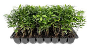 Wax Myrtle | Live Plants | Myrica Cerifera | Fast Growing Evergreen Shrub | Privacy Hedge Plants | Adaptable Landscaping Bushes