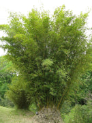 Green Hedge Bamboo | Live Plants | Non|Invasive Clumping Bamboo | Screening Privacy Hedge Bambusa Multiplex