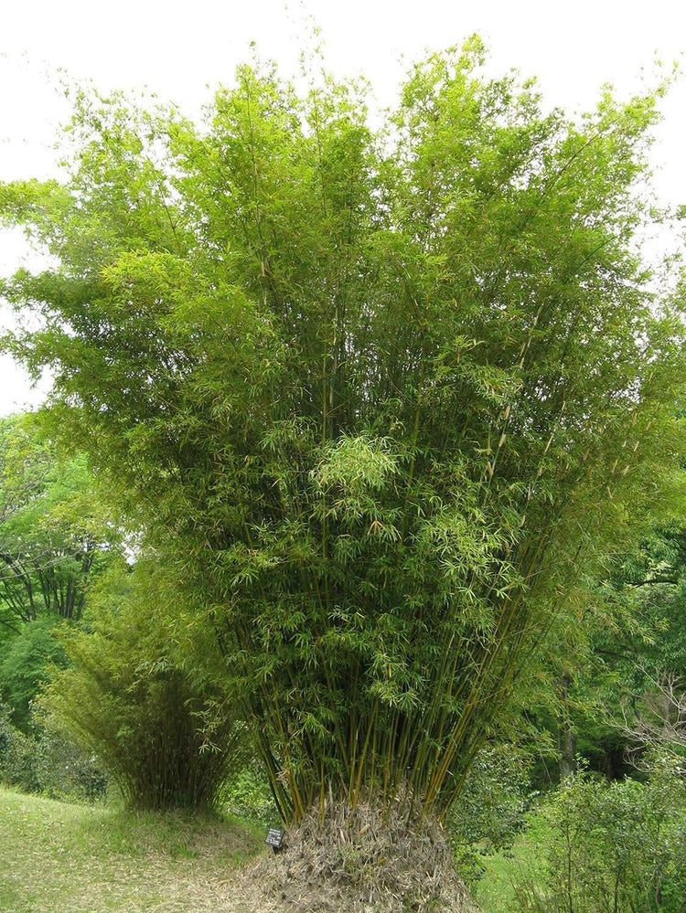 Green Hedge Bamboo | Live Plants | Non|Invasive Clumping Bamboo | Screening Privacy Hedge Bambusa Multiplex