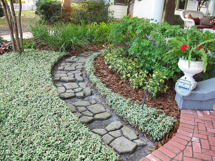 Variegated Asiatic Jasmine Minima | 20 Live Plants | Trachelospermum Asiaticum 'variegatum' | Evergreen Groundcover