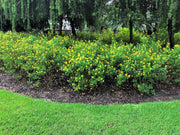 Thryallis | Extra Large 3 Gallon Plants | Galphimia glauca | Tropical Beauty | Year|Round Blooms