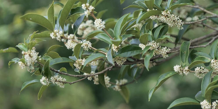Fragrant Tea Olive | Live Gallon Size Plants | Osmanthus fragrans | Ideal for Gardens & Landscaping | Easy|to|Grow Evergreen Shrub | Delightful Sweet Scent | Decorative & Versatile